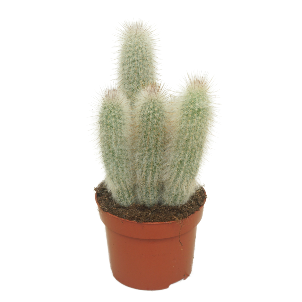 Austrocephalocereus dybowski 12 cm..