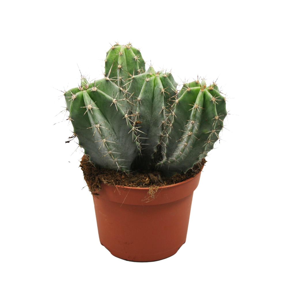 Ritterocereus urbaneus 12 cm.