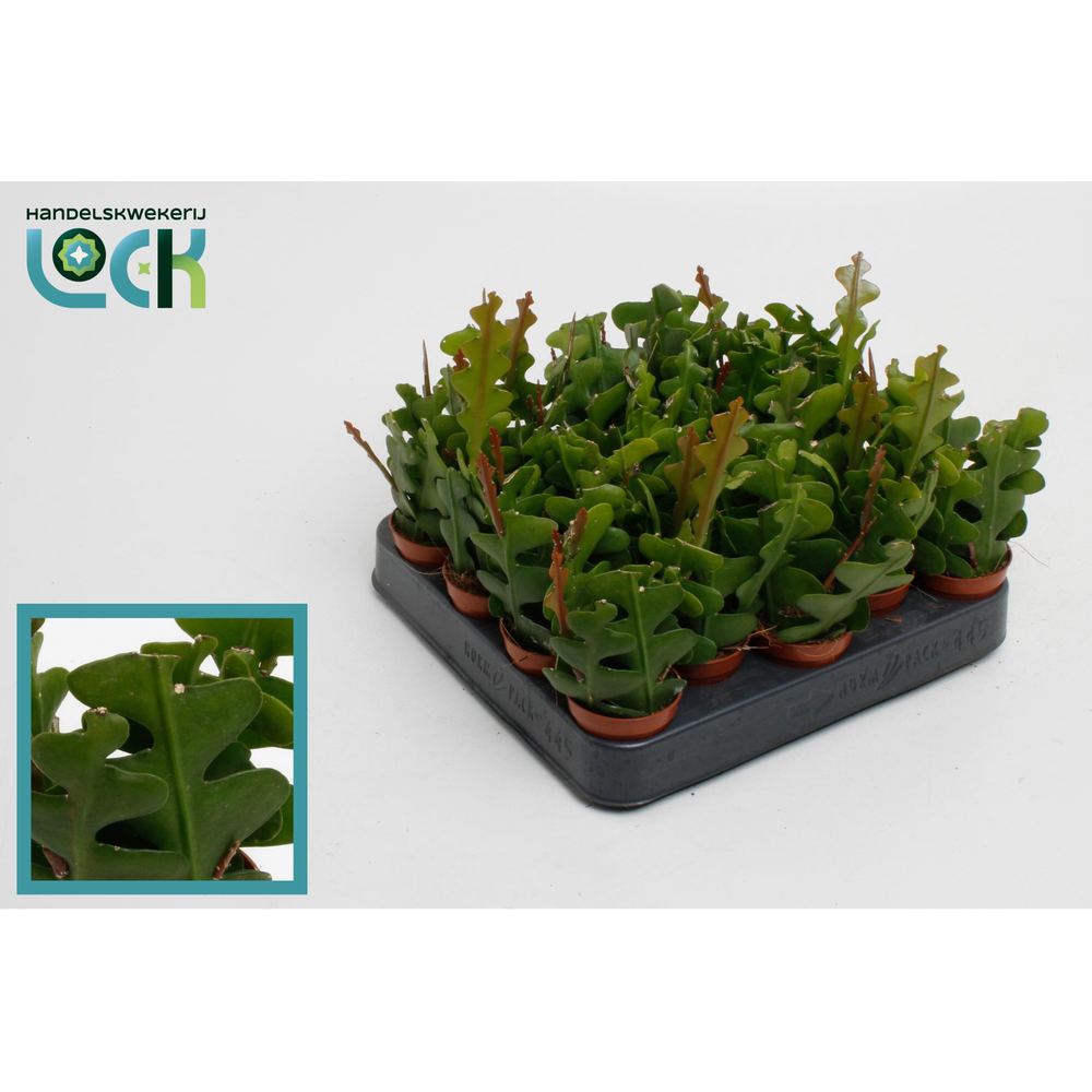 Epiphyllum Anguliger.