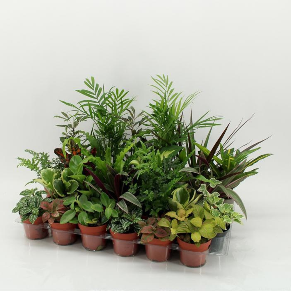 Z-24 Mixplanten zonder showdoos.