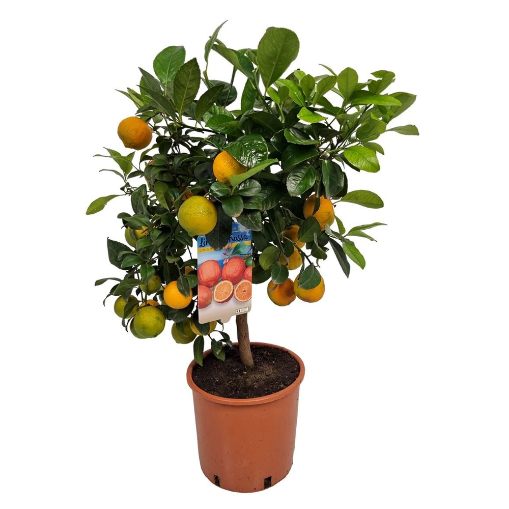 Citrus Limetta Red Lime Stem.