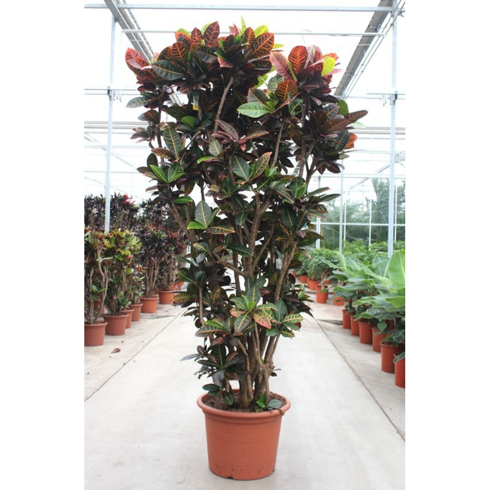Codiaeum Petra (Croton Petra).