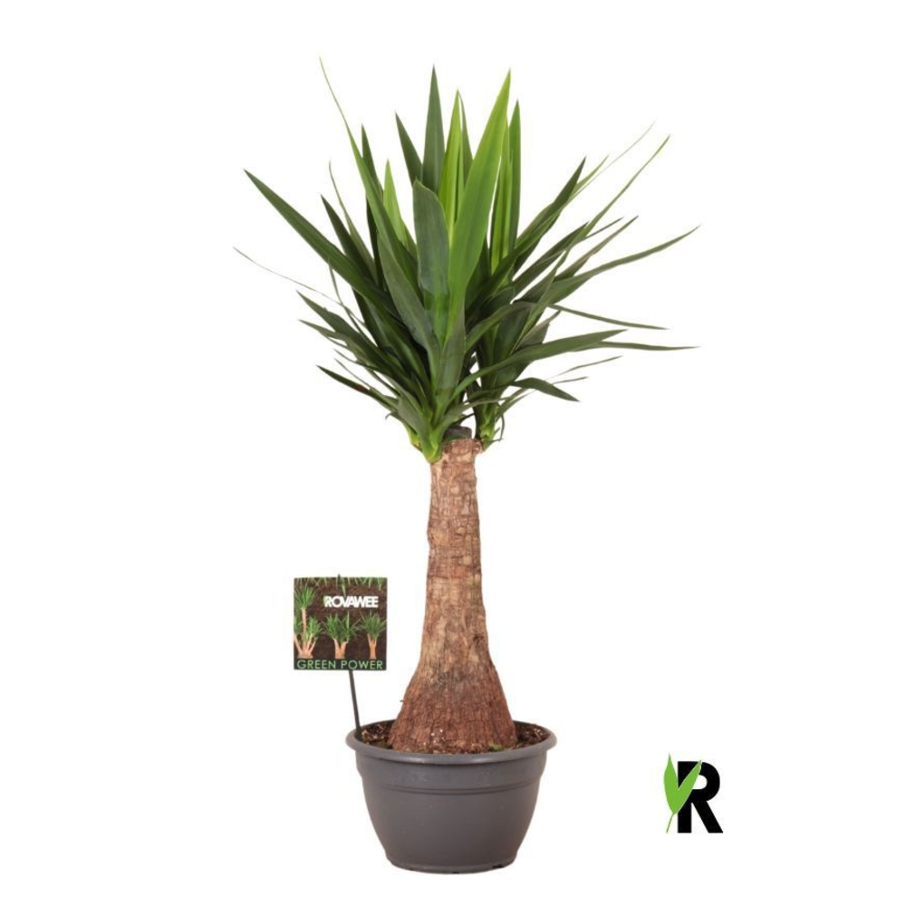 Yucca elephantipes rechte stam.