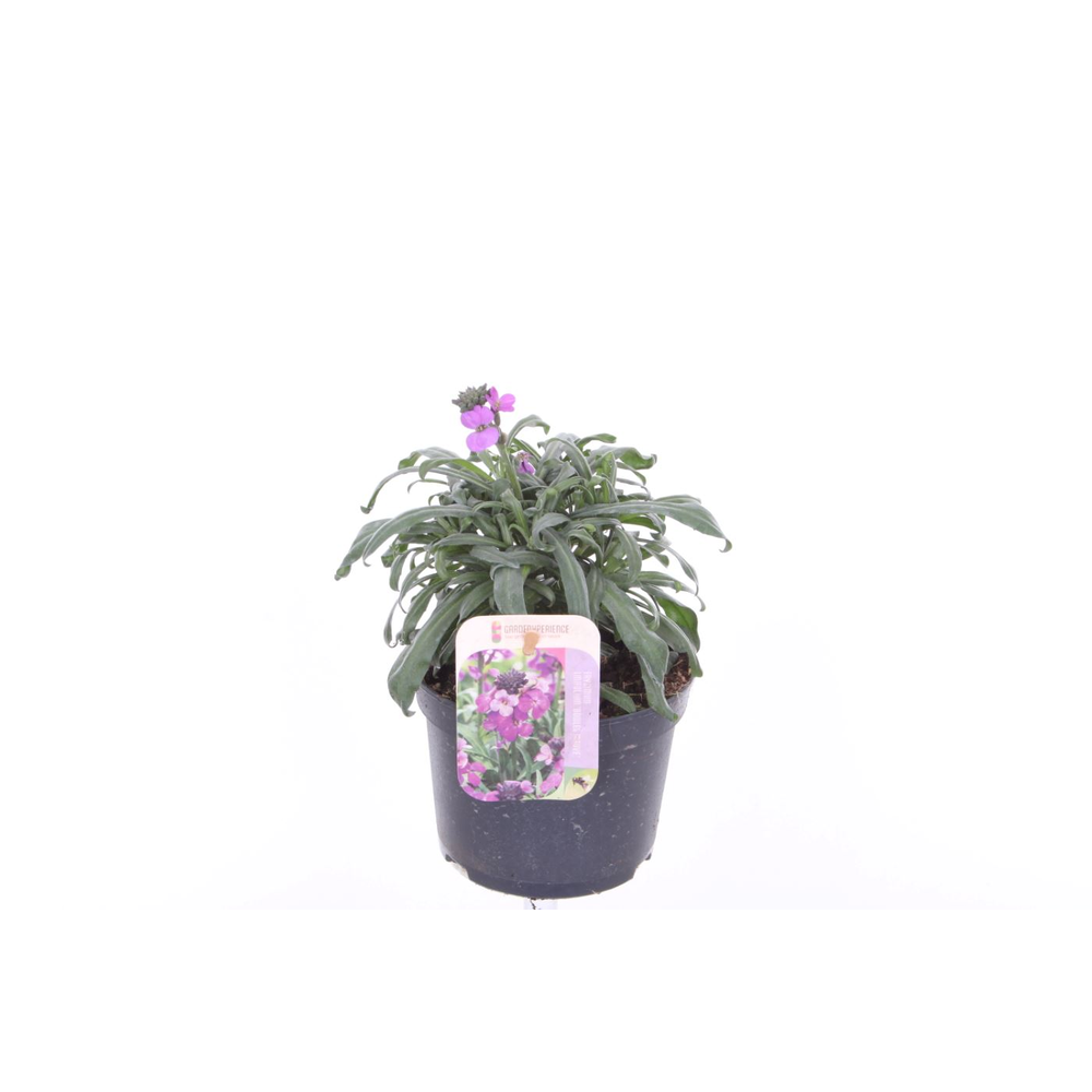 Erysimum Super Bowl Mauve.