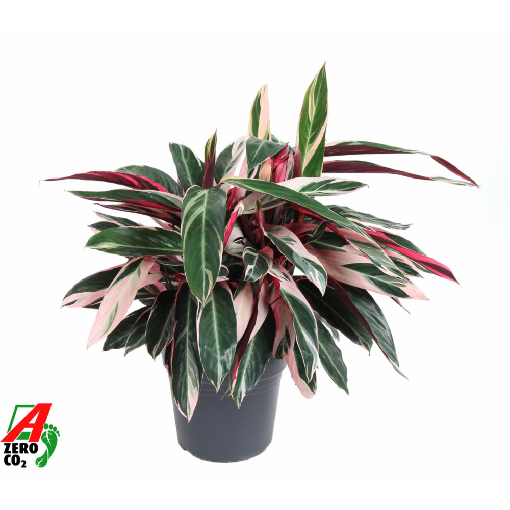 Calathea Stromante Triostar.