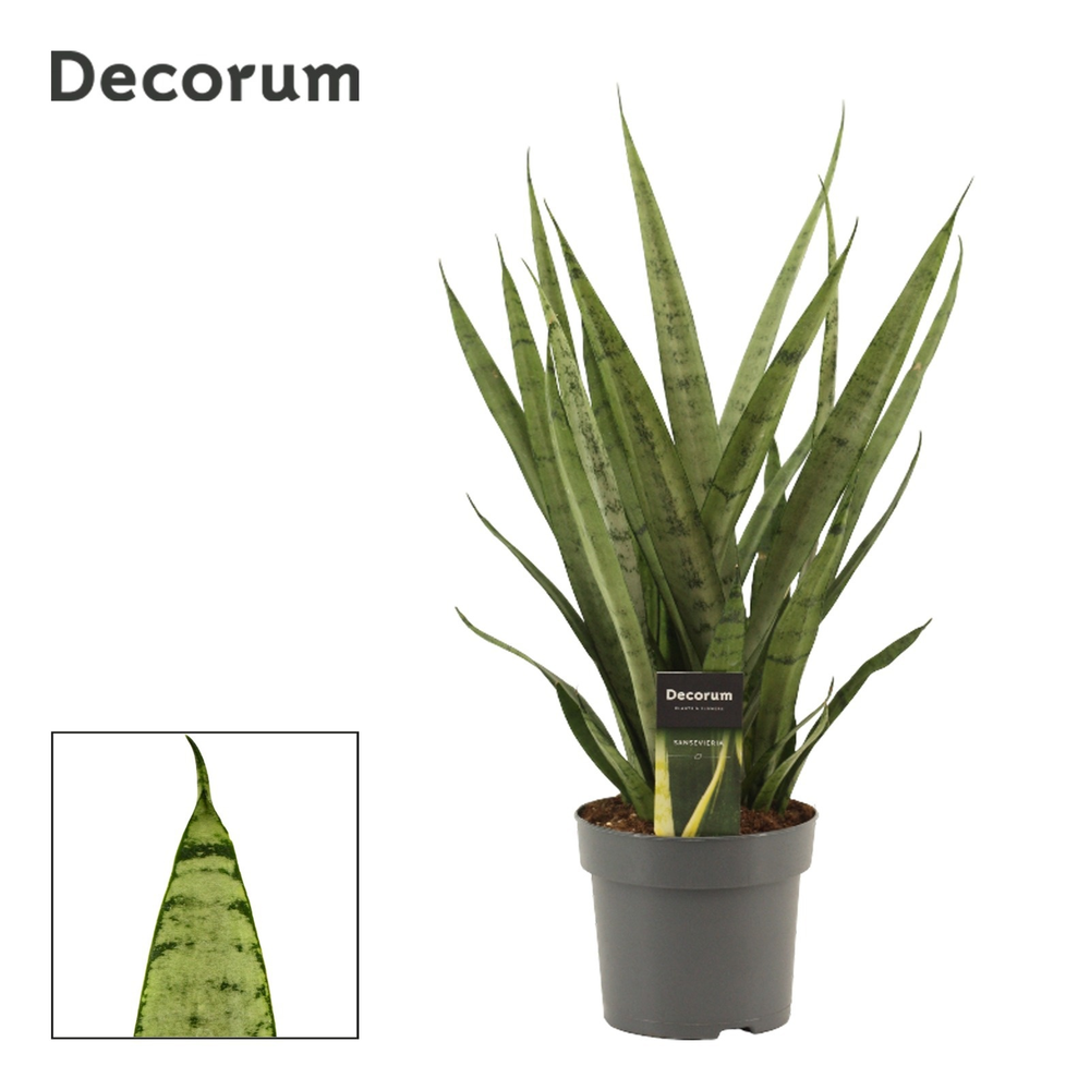 Sansevieria Silver princess 14 cm (Decorum).