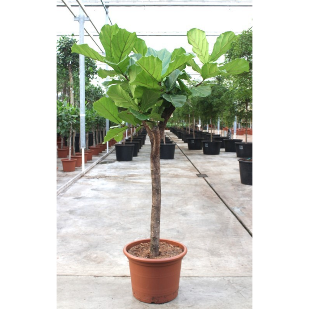 Ficus lyrata.