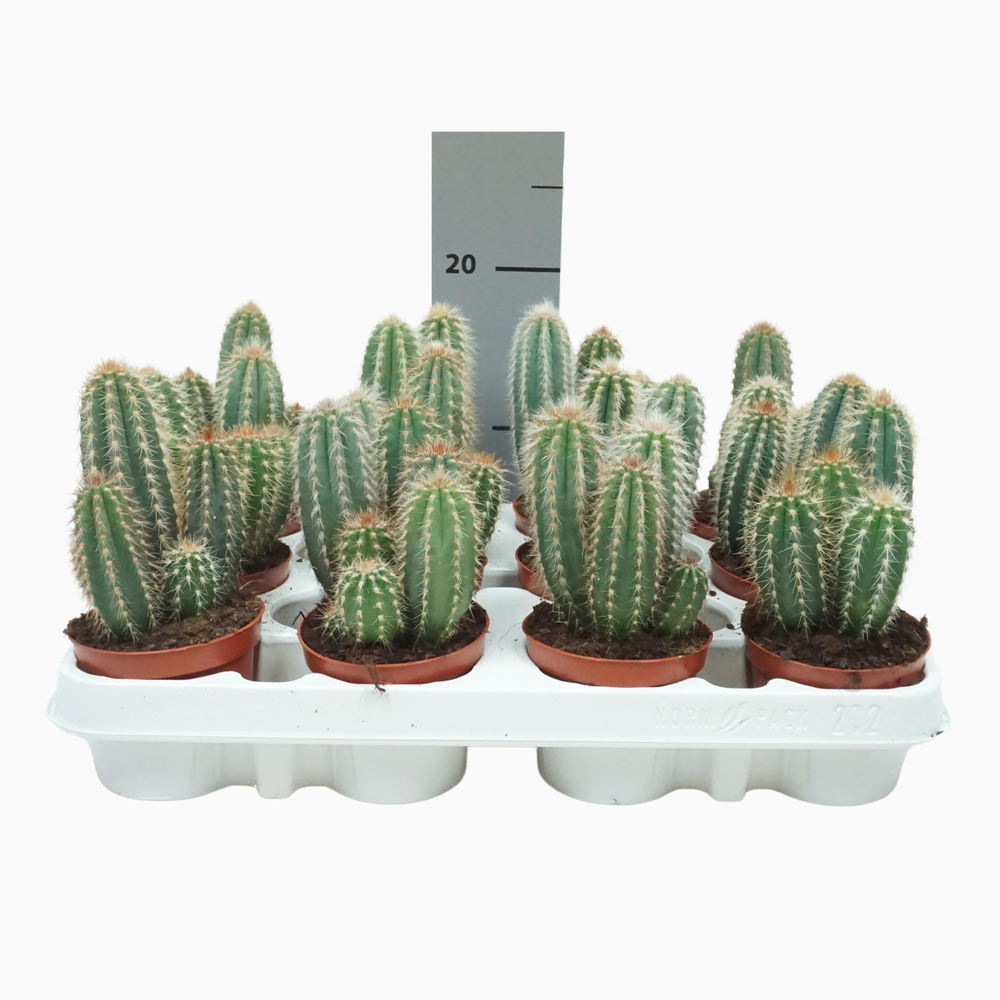 Pilosocereus pachycladus 8,5 cm.