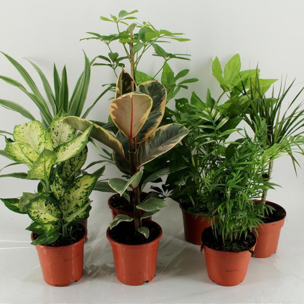 M-8 los Mixplanten los.