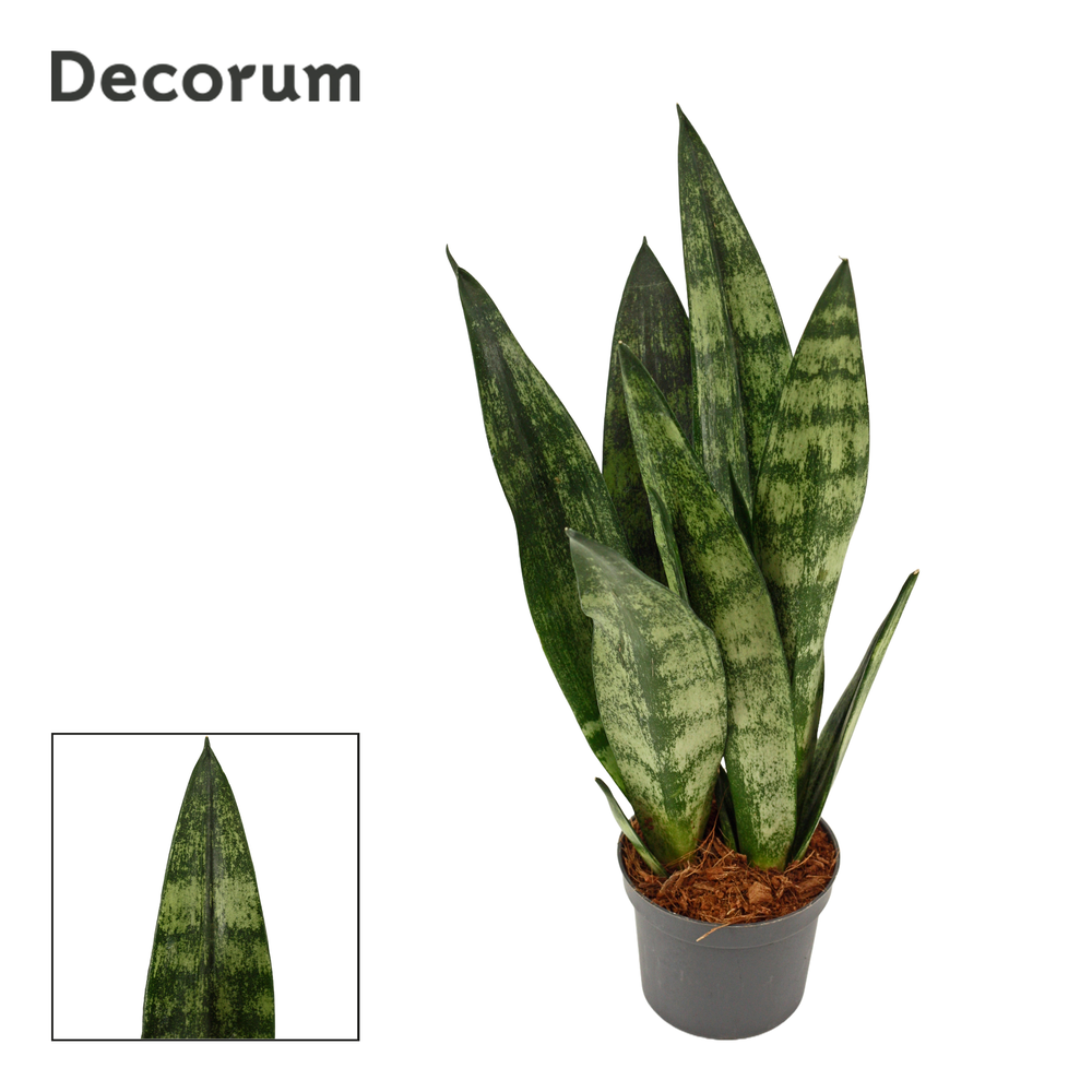 Sansevieria Frozen 9 cm (Decorum).