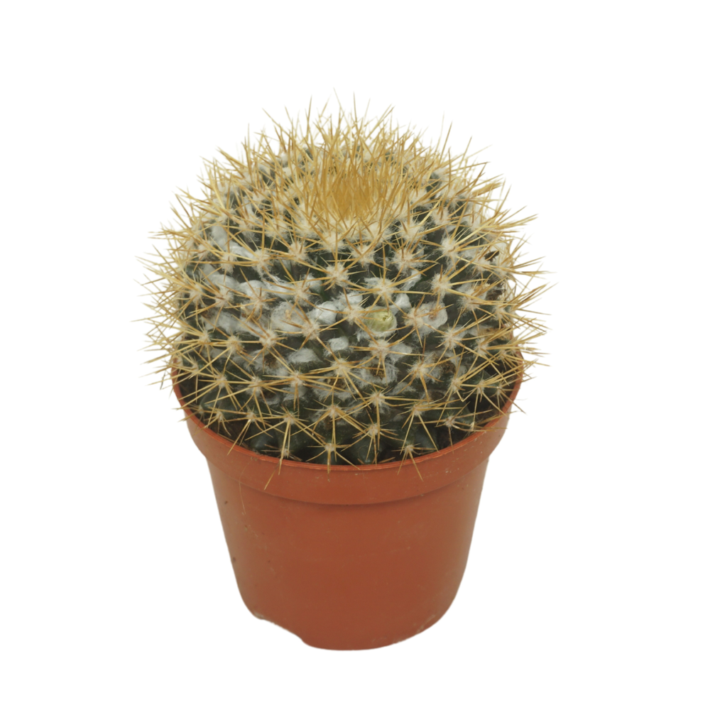 Mammillaria nivosa 8,5 cm.