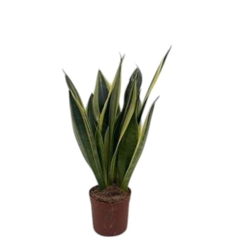 Sansevieria Canary.