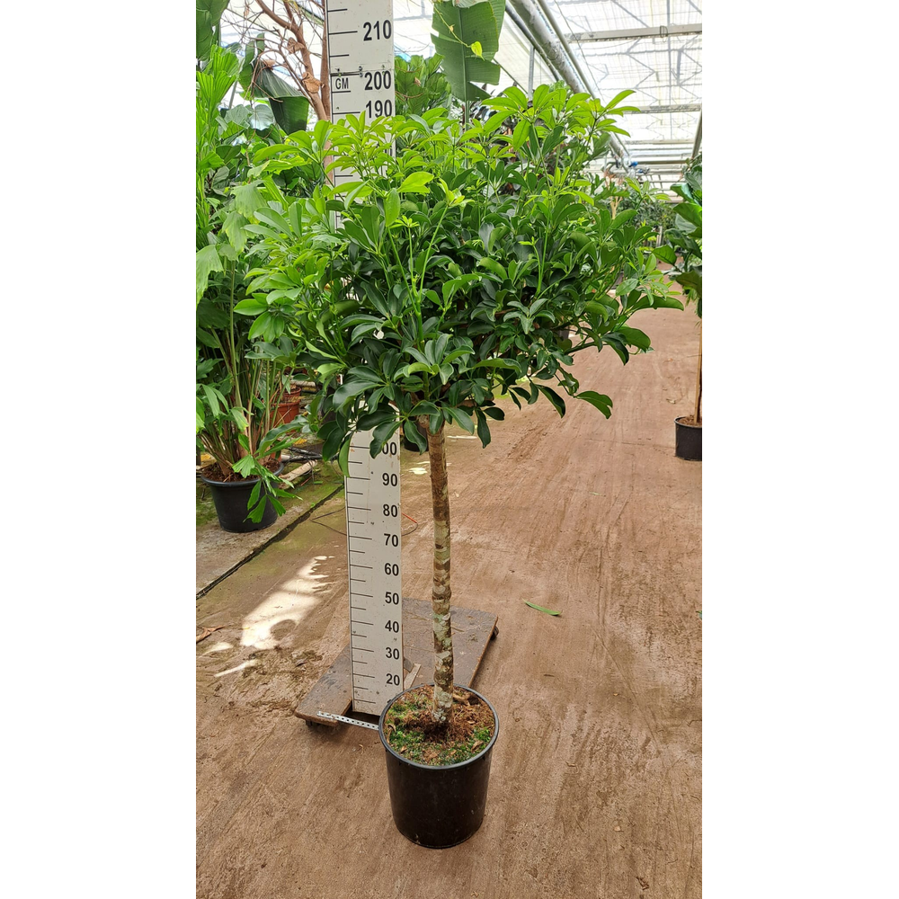 Schefflera Compacta rechte stam.