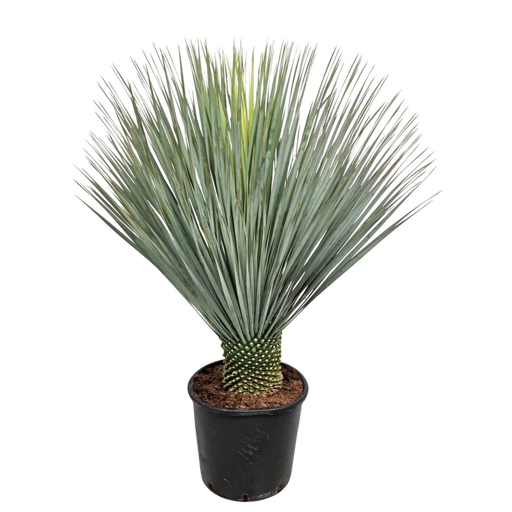 Yucca Rostrata.