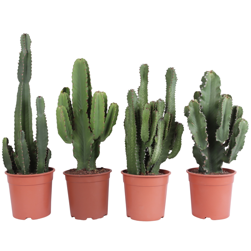 Euphorbia mix 24 cm.