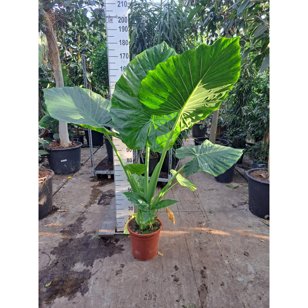Alocasia Macrorrhiza XL.