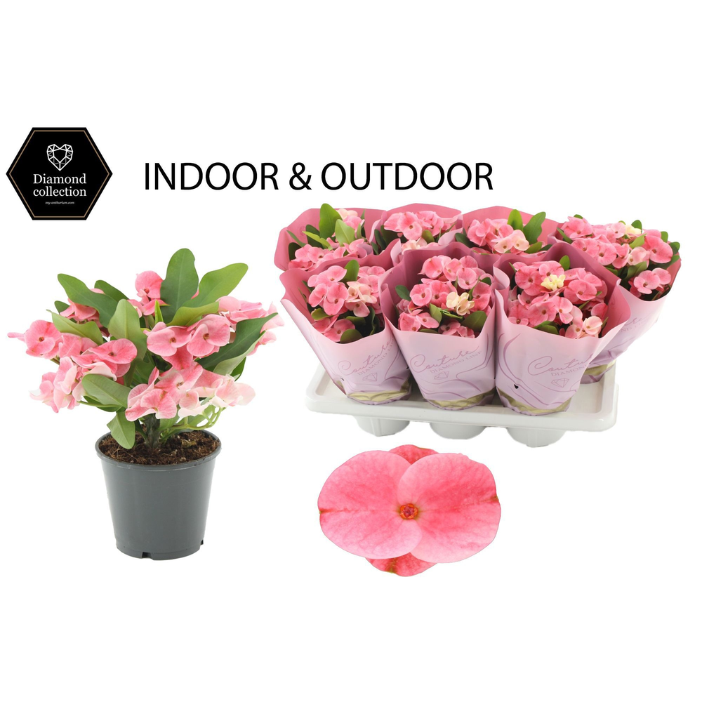 Euphorbia Milii Charlotte in Couture Diamond Line .