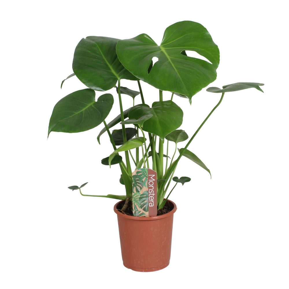 Monstera deliciosa in blanco hoes met etiket.