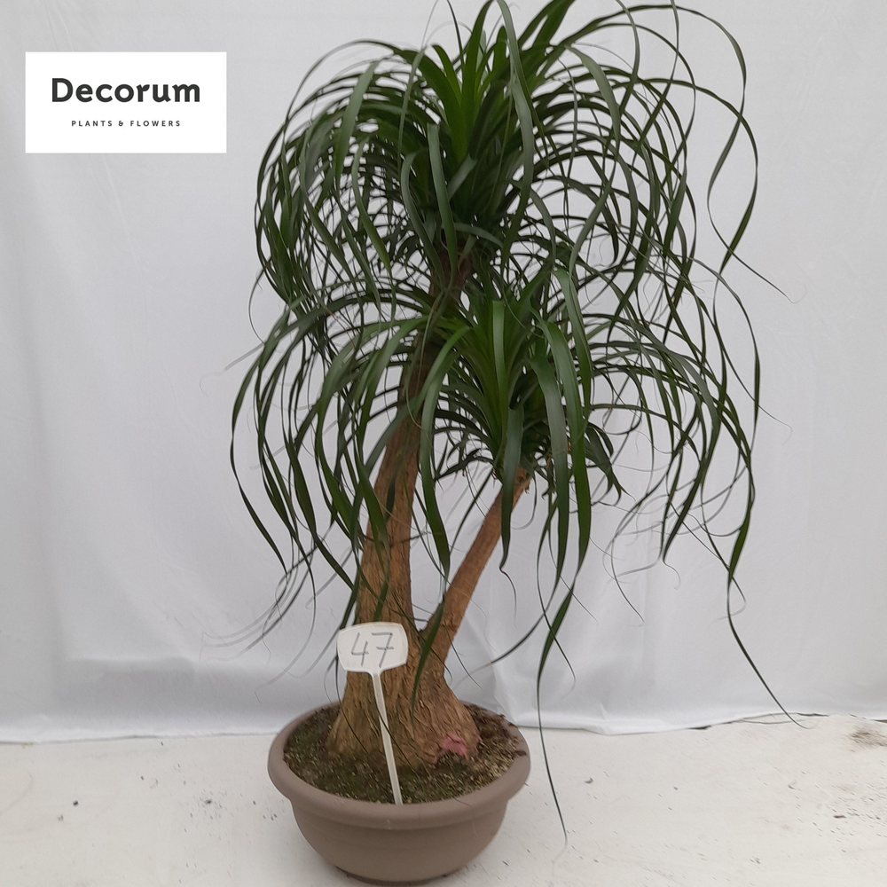 Beaucarnea vertakt op nummer 47.