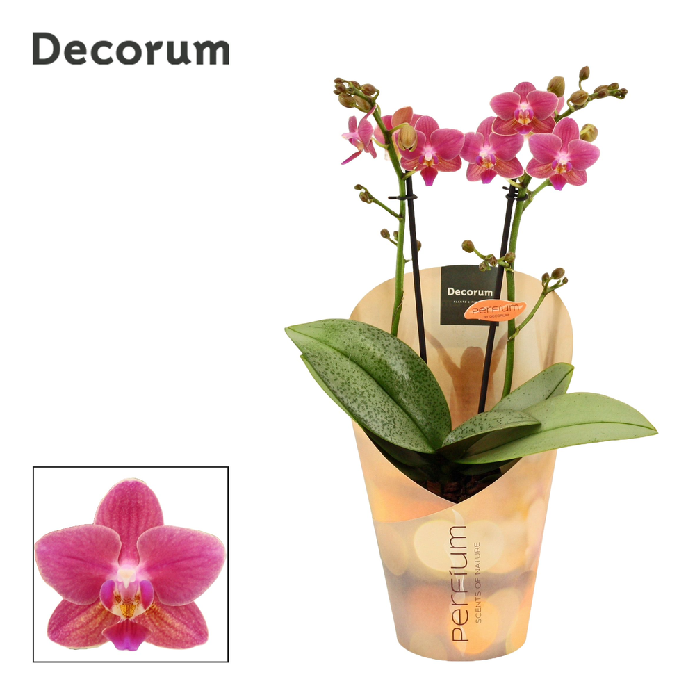 Phalaenopsis perfíum 2+ tak Amorion (Decorum).