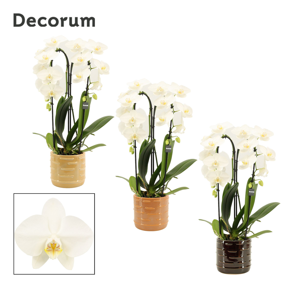 Phalaenopsis cascade 2 tak wit in Lois (Deco-colle.