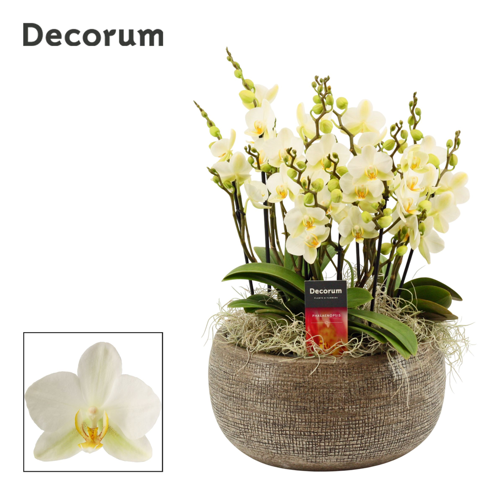 Bianca dazzling Lausanne 9+ tak symphony (Deco-col.