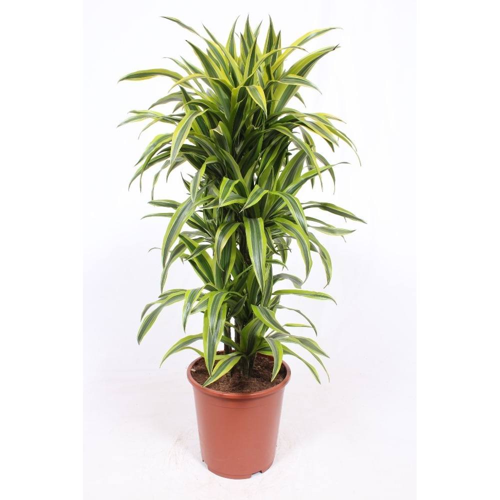 Dracaena Lemon Lime.