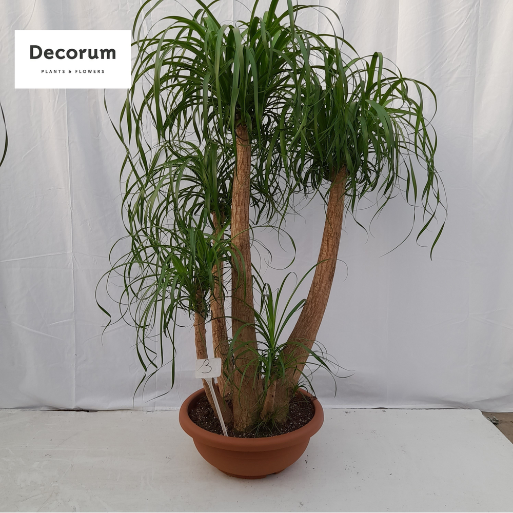 Beaucarnea vertakt op nummer 03.