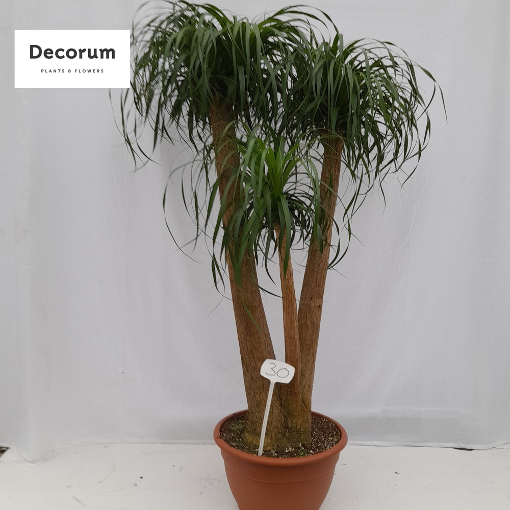 Beaucarnea vertakt op nummer 30.