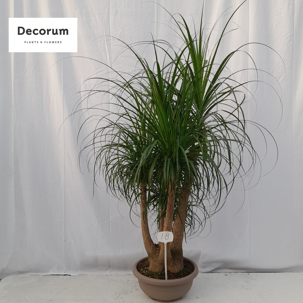 Beaucarnea recht op nummer 18.