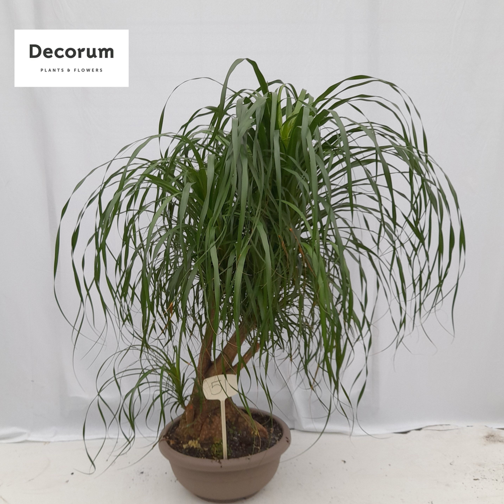 Beaucarnea vertakt op nummer 51.