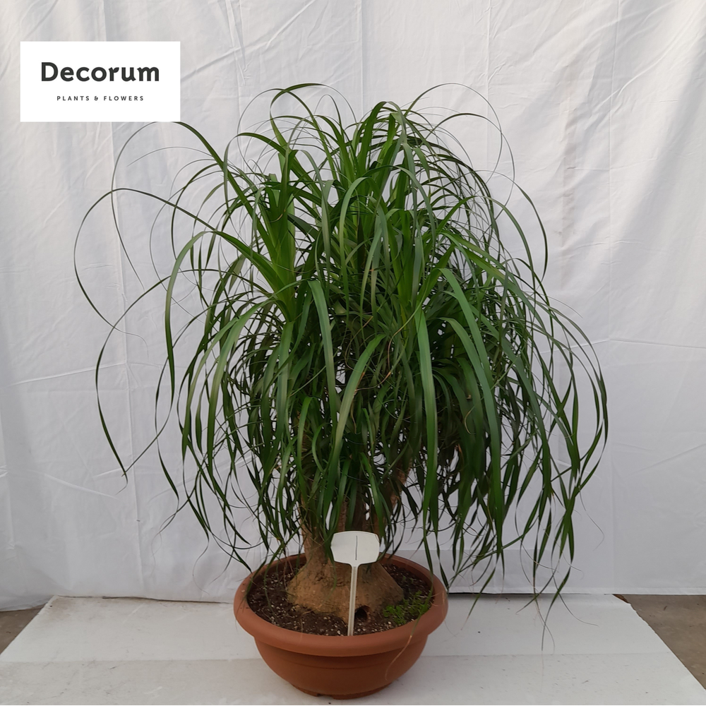 Beaucarnea vertakt op nummer 01.