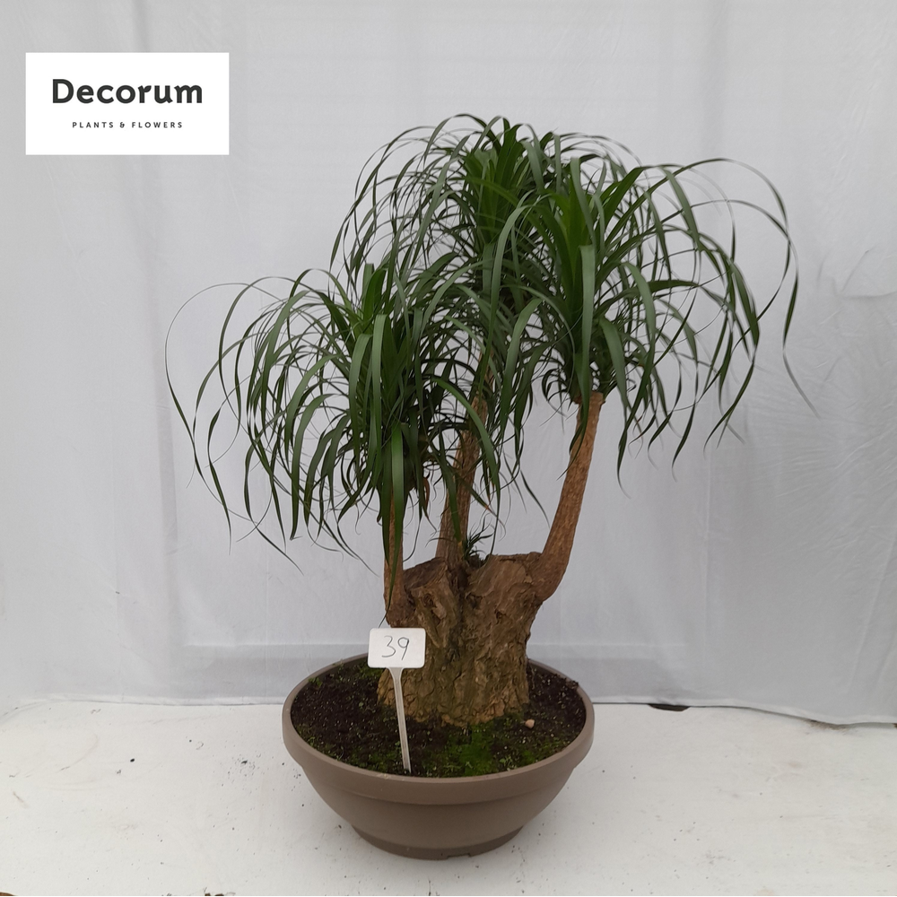 Beaucarnea vertakt op nummer 39.