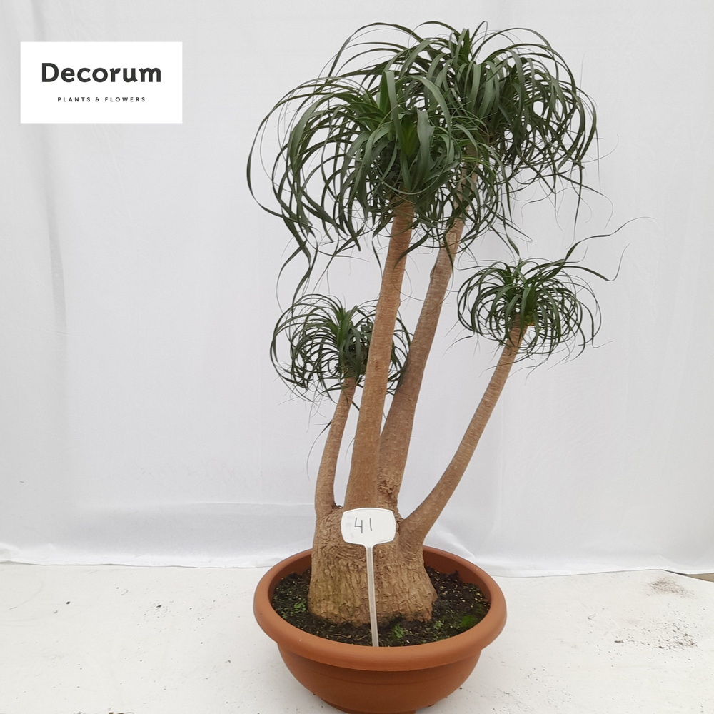 Beaucarnea vertakt op nummer 41.