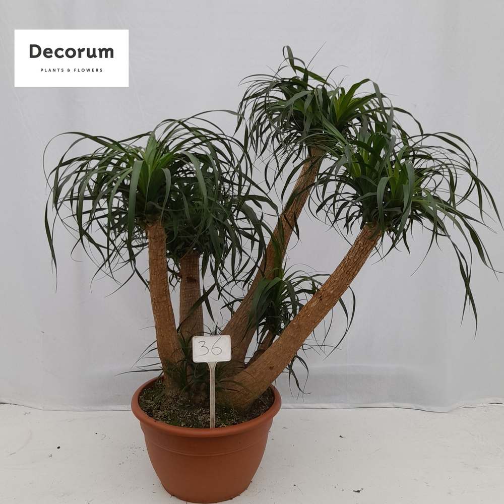 Beaucarnea vertakt A2 op nummer 36.