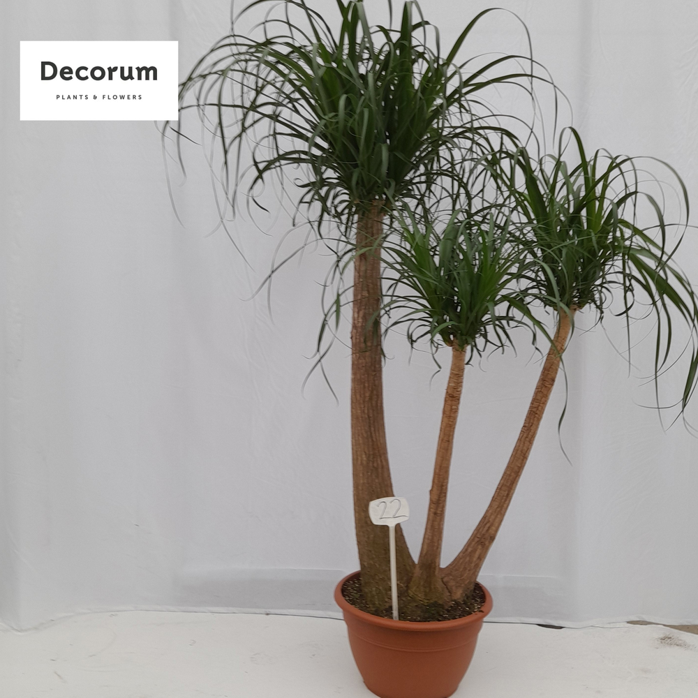 Beaucarnea vertakt op nummer 22.