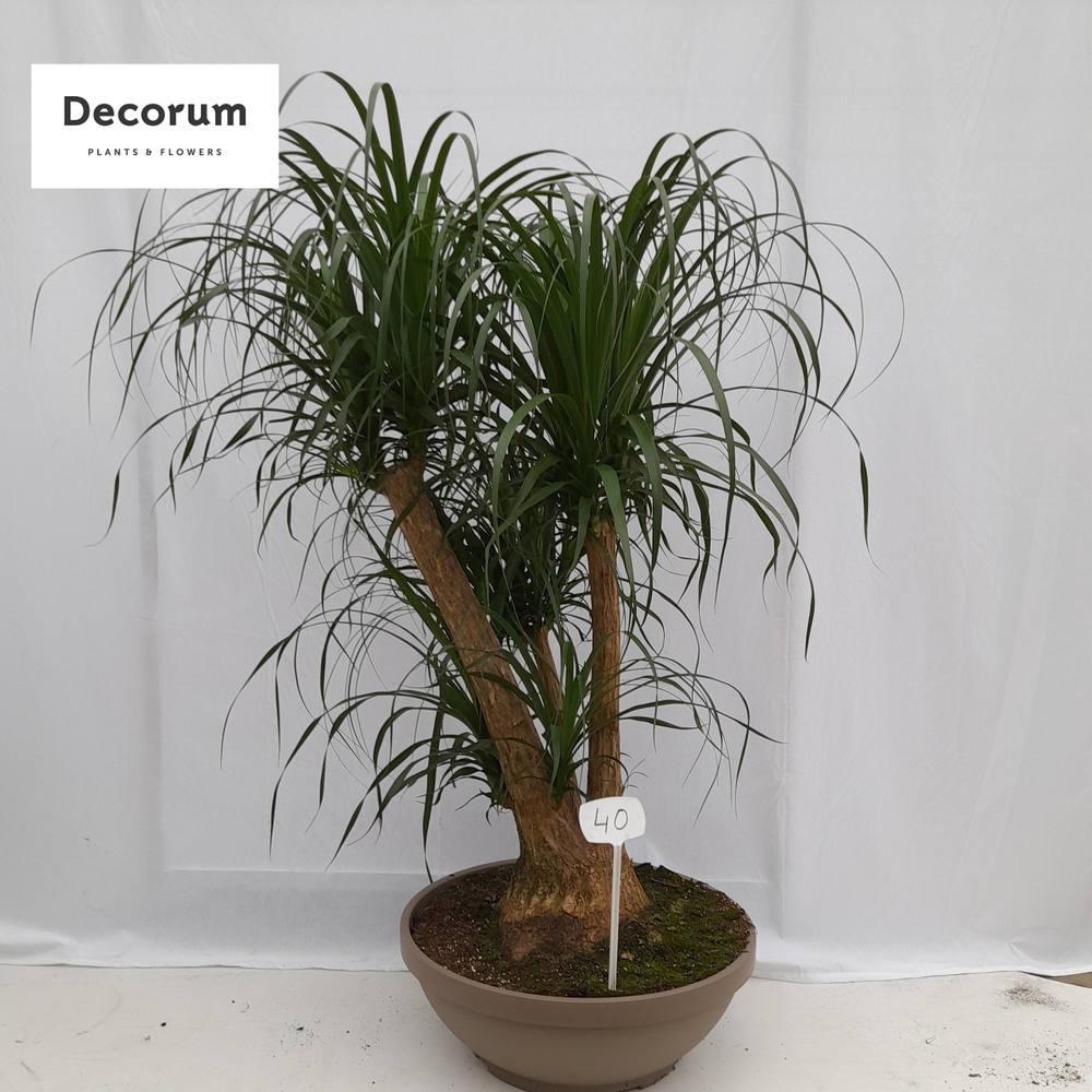 Beaucarnea vertakt op nummer 40.