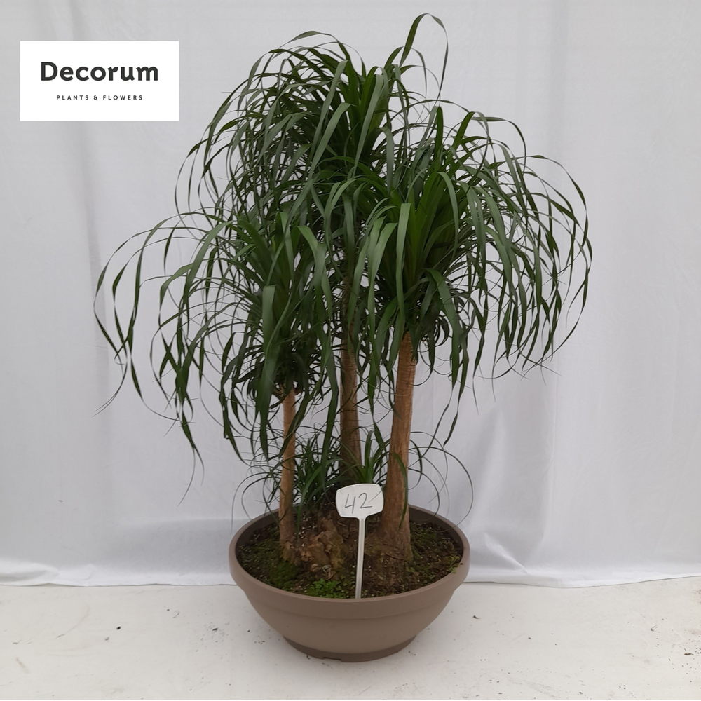 Beaucarnea vertakt op nummer 42.