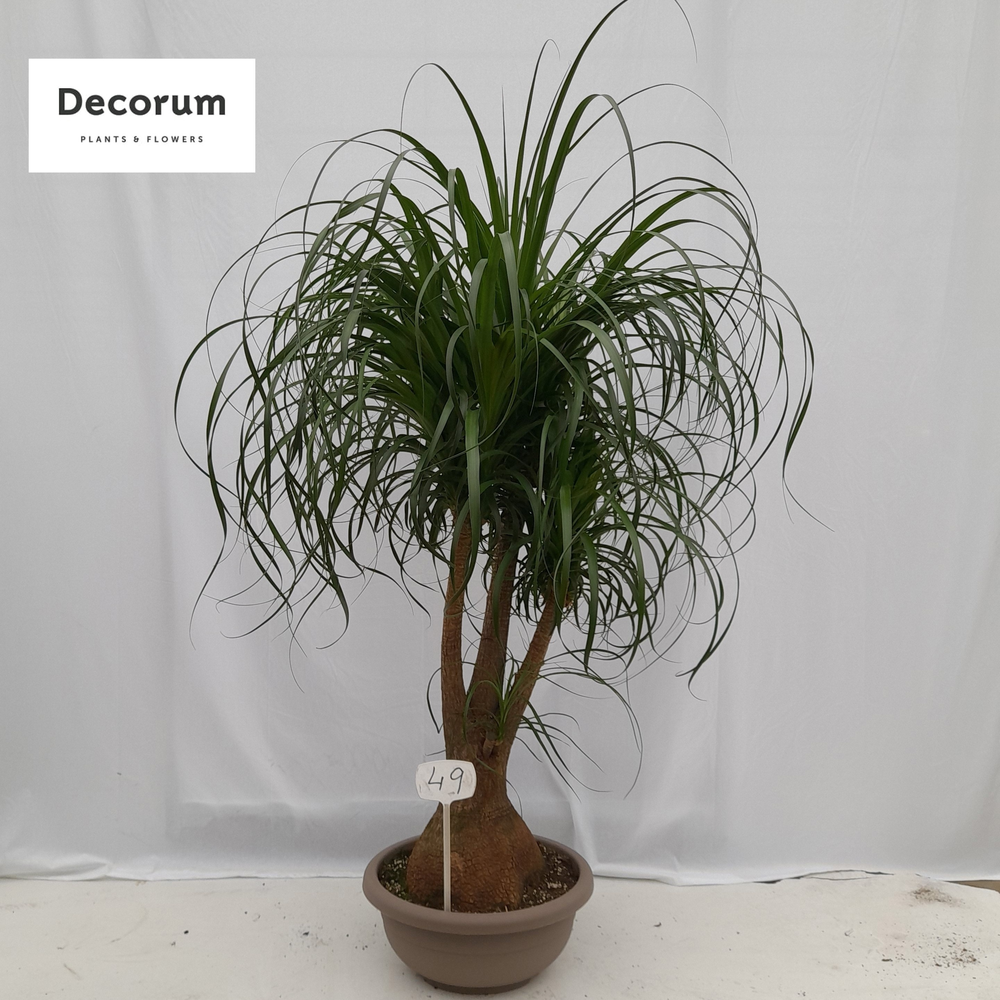 Beaucarnea vertakt op nummer 49.