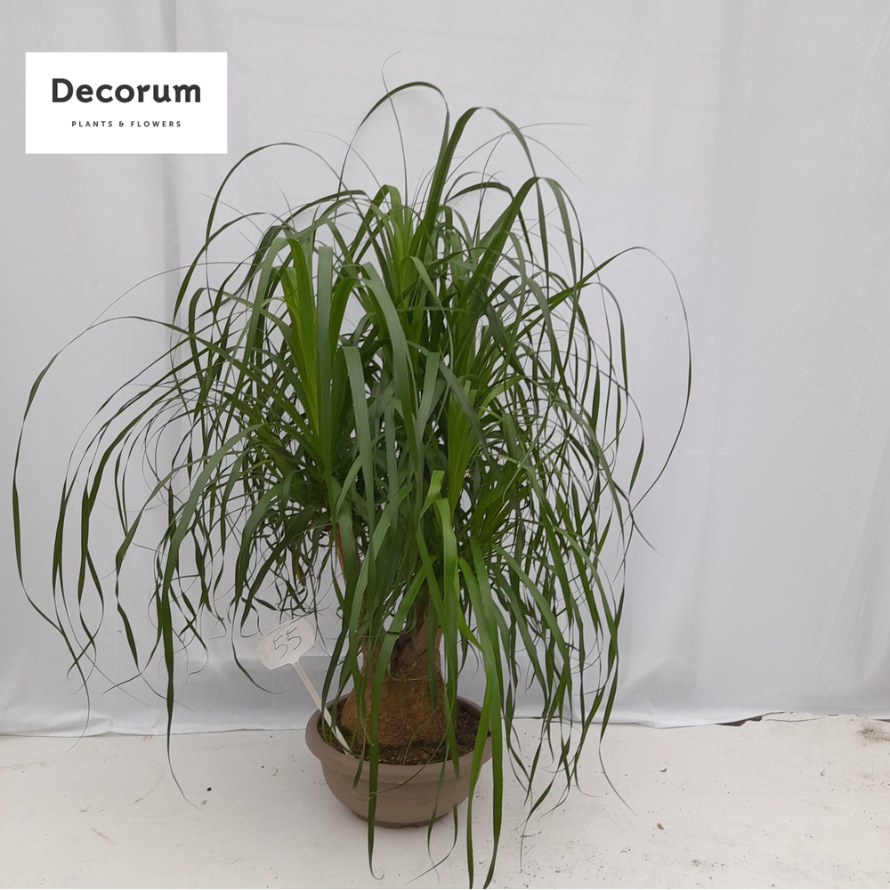 Beaucarnea vertakt op nummer 55.