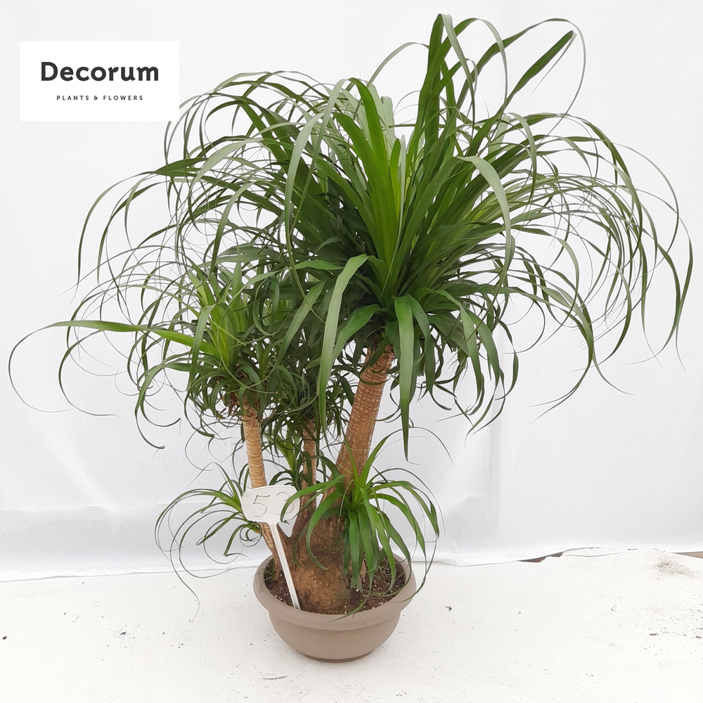 Beaucarnea vertakt op nummer 53.