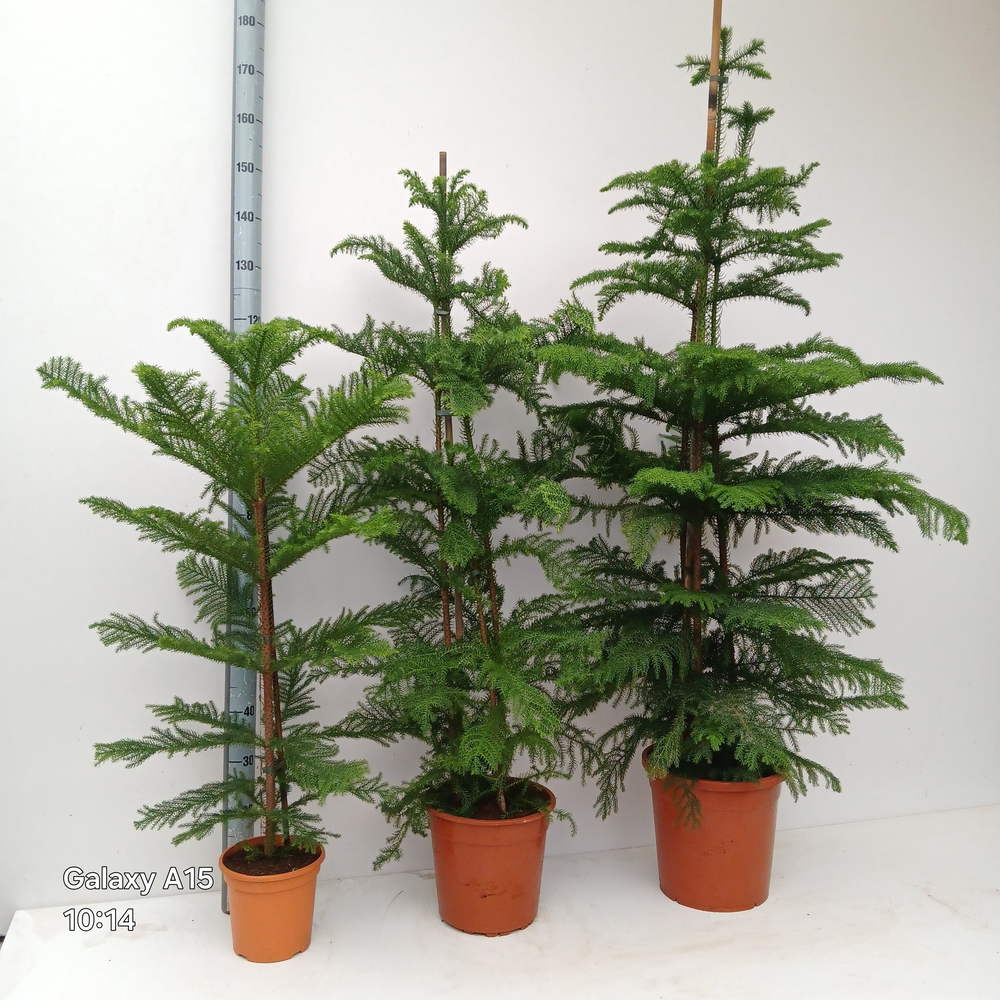 araucaria heterophylla.