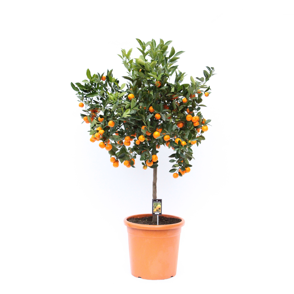 Citrus Calamondin.