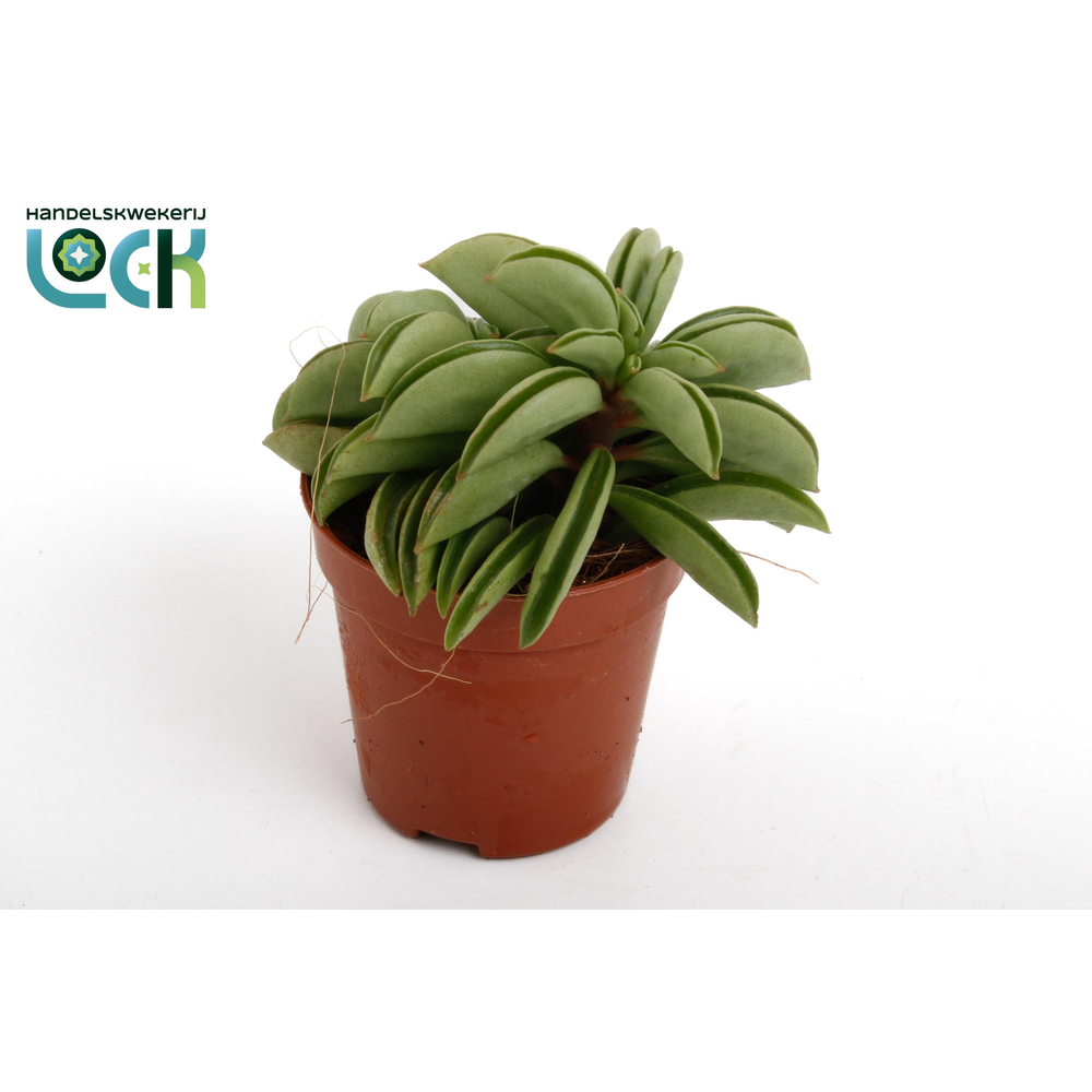 Peperomia Happy Bean Tanz.