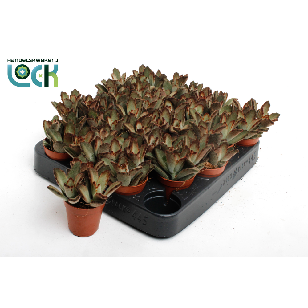 Kalanchoe Tomentosa Dunkel tanz.