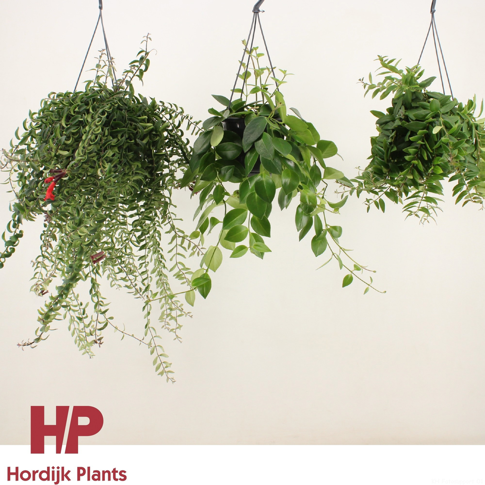 Aeschynanthus Mix (krul en plat)..