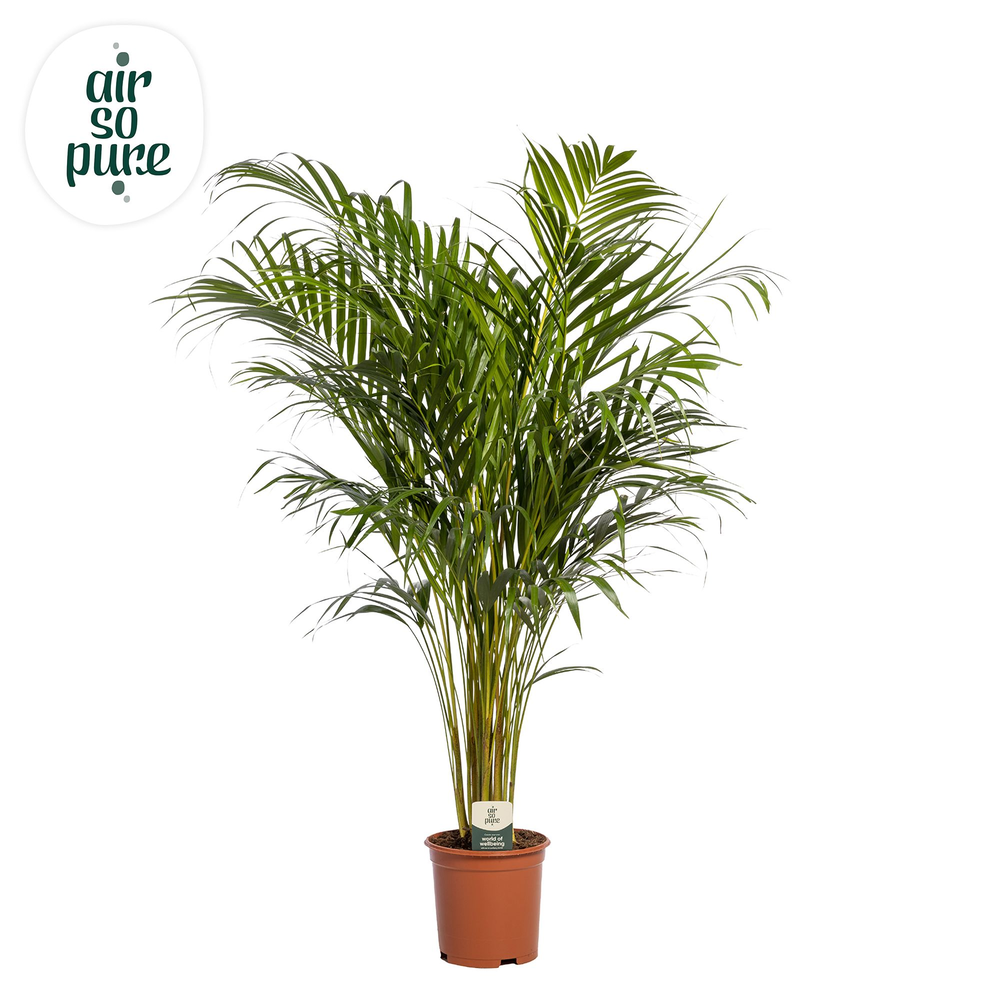 Dypsis Lutescens p21 (Areca) (Air so Pure).