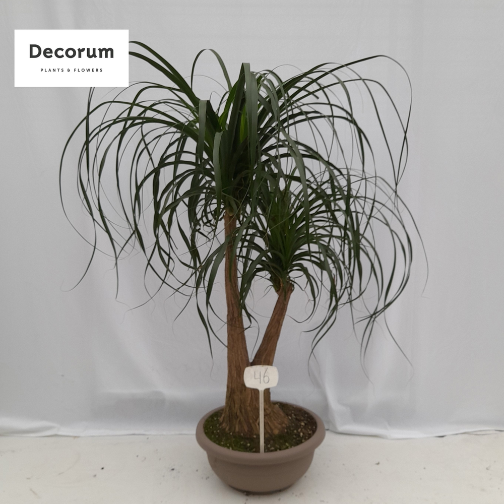 Beaucarnea vertakt op nummer 46.