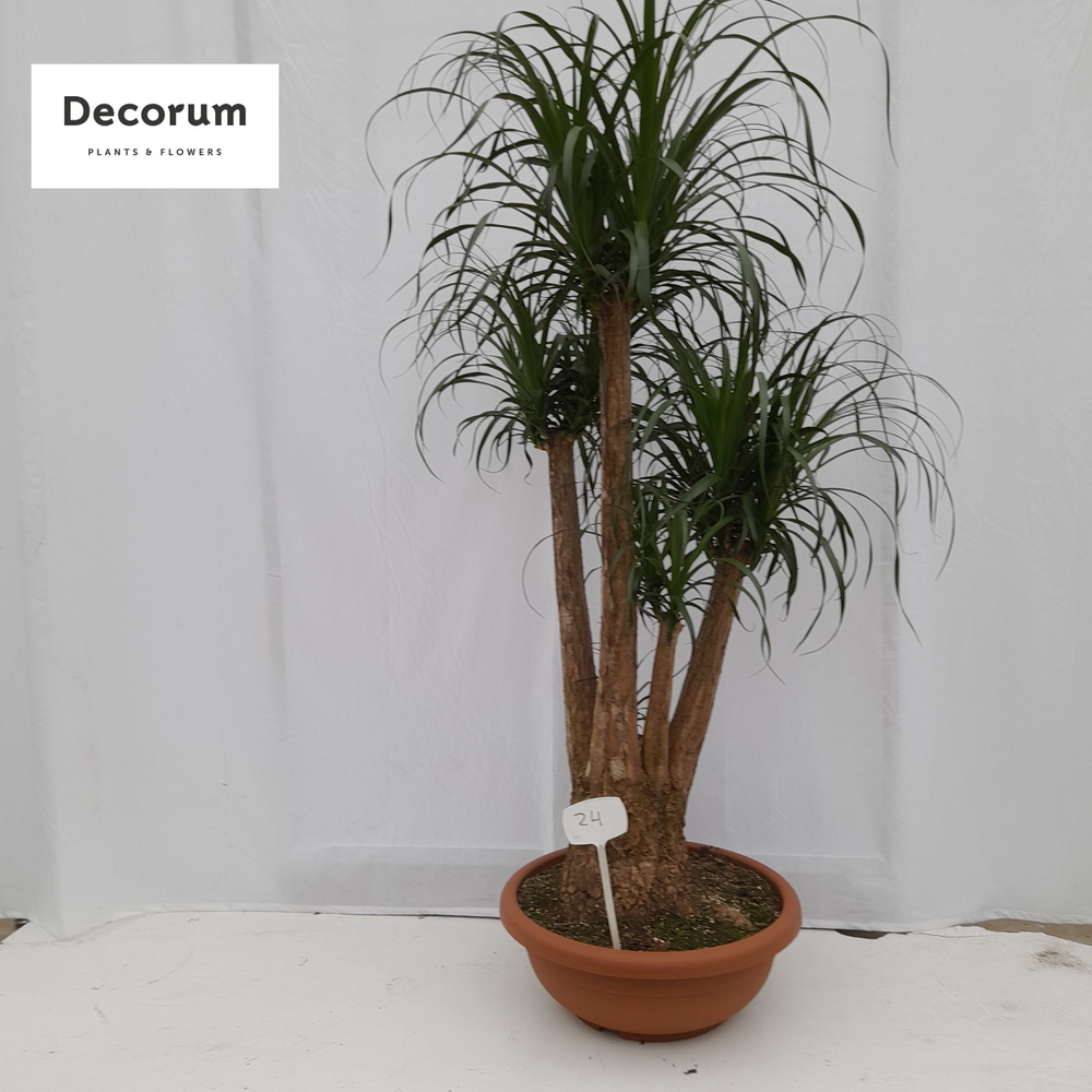 Beaucarnea vertakt op nummer 24.