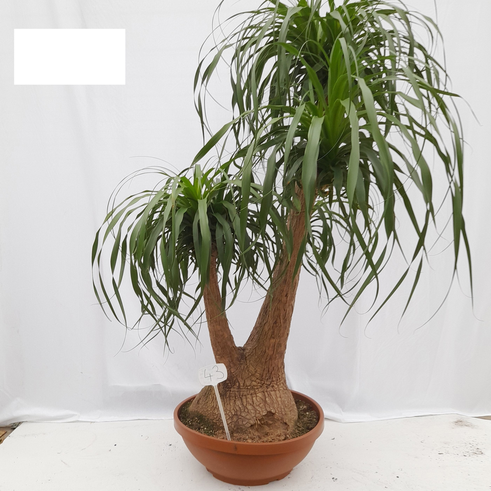 Beaucarnea vertakt op nummer 43.